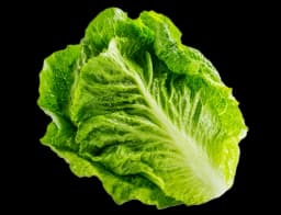 Path — lettuce