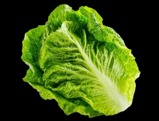 Crispy garden lettuce leaf